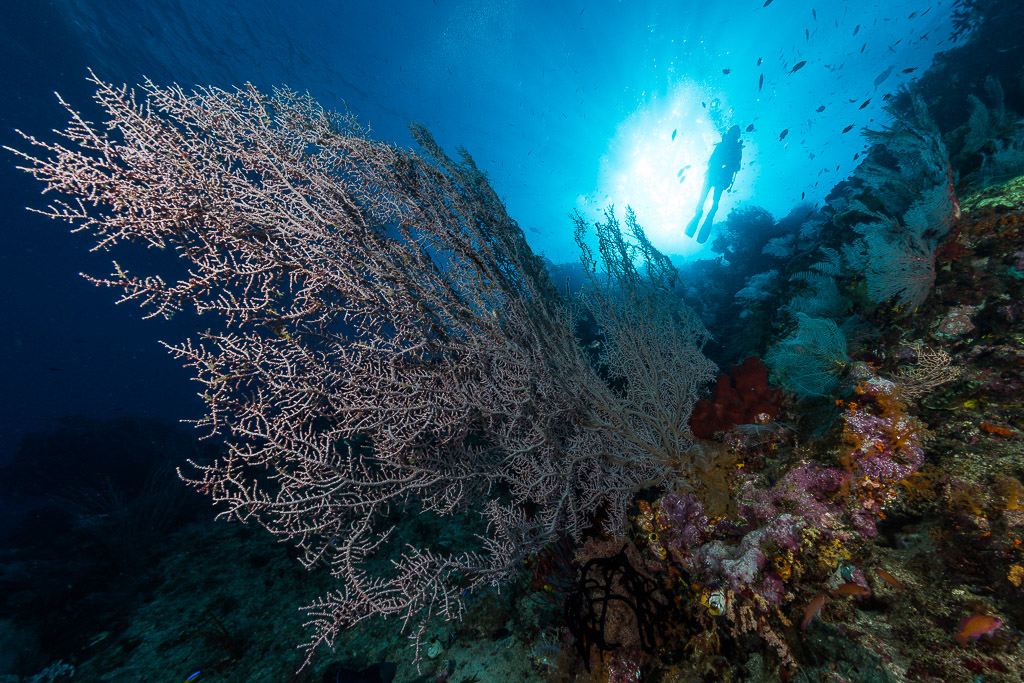Giant sea fan with a diver silhouetted in the sunburst, Misool, Raja Ampat, Indonesia