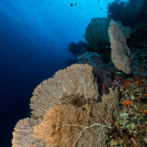 Tan sea fans on a steep reef wall, vertical, Misool, Raja Ampat, Indonesia