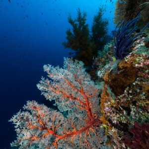 Sea fan with red branches below black coral on a wall, vertical, Misool, Raja Ampat, Indonesia