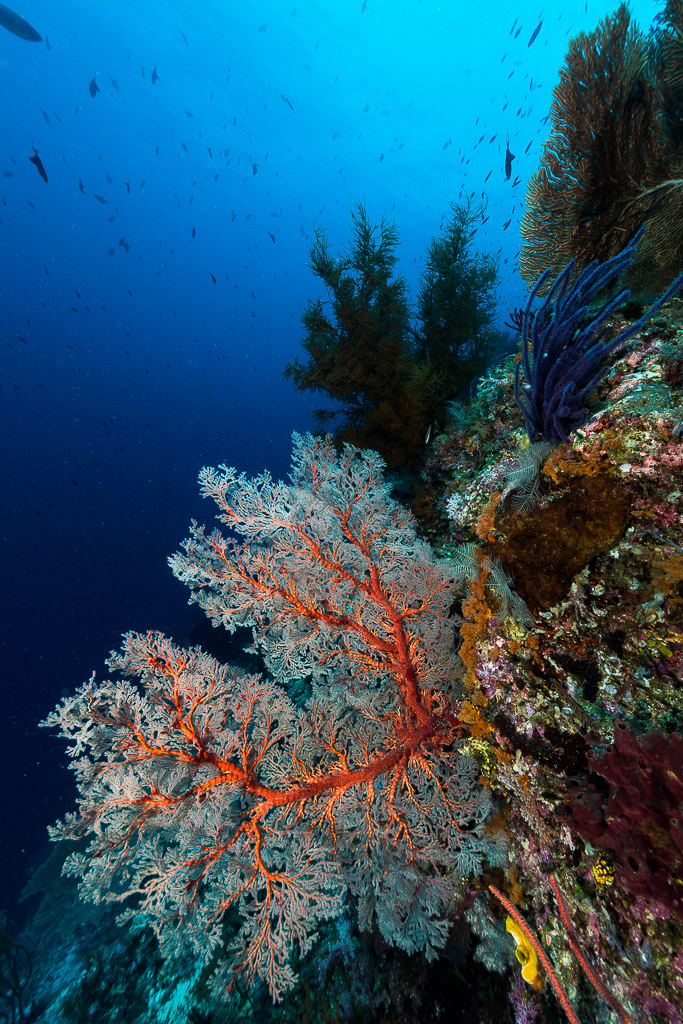 Sea fan with red branches below black coral on a wall, vertical, Misool, Raja Ampat, Indonesia