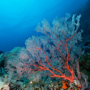Sea fan with orange-red veins on a reef slope, vertical, Misool, Raja Ampat, Indonesia