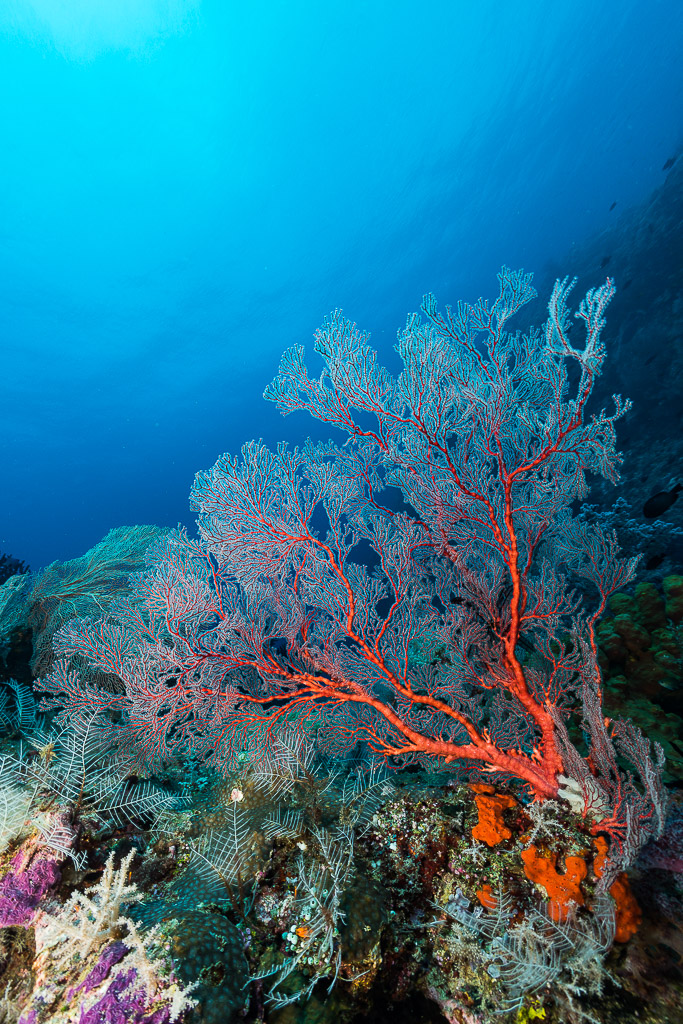 Sea fan with orange-red veins on a reef slope, vertical, Misool, Raja Ampat, Indonesia