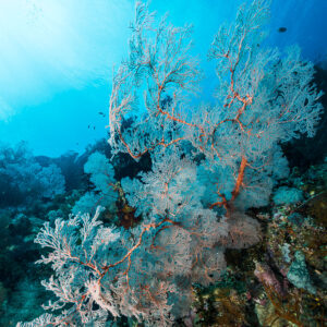 Pale sea fans backlit below the surface, vertical, Misool, Raja Ampat, Indonesia