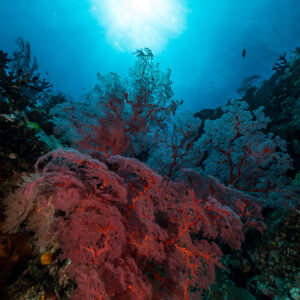 Red sea fan beneath a sunburst on a reef wall, vertical, Misool, Raja Ampat, Indonesia