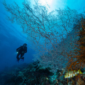 Diver with a torch beside a giant backlit sea fan, vertical, Misool, Raja Ampat, Indonesia