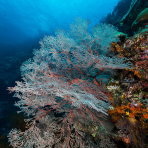 Pale pink sea fan hanging from a reef wall, vertical, Misool, Raja Ampat, Indonesia