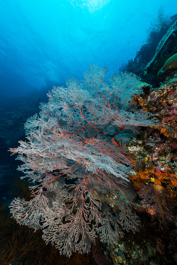 Pale pink sea fan hanging from a reef wall, vertical, Misool, Raja Ampat, Indonesia