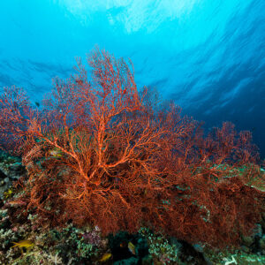 Large red-orange sea fan under a rippled surface, Misool, Raja Ampat, Indonesia