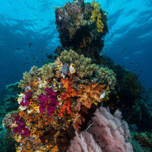 Coral pinnacle covered in soft corals rising toward the surface, vertical, Misool, Raja Ampat, Indonesia