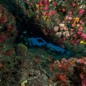 Narrow reef crack framed by pink soft corals with fish, Misool, Raja Ampat, Indonesia