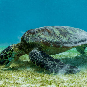 Green sea turtle grazing on seagrass, head down, side view, Misool, Raja Ampat, Indonesia