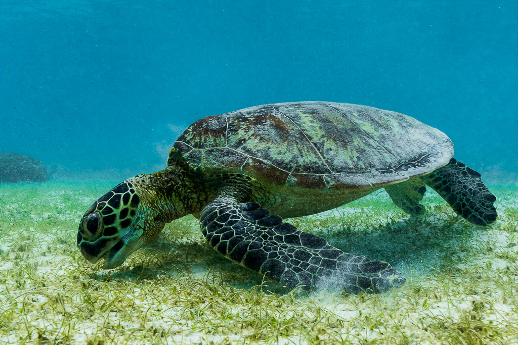 Green sea turtle grazing on seagrass, head down, side view, Misool, Raja Ampat, Indonesia
