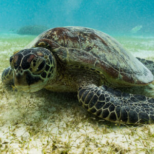 Green sea turtle resting on seagrass bed, three-quarter front view, Misool, Raja Ampat, Indonesia