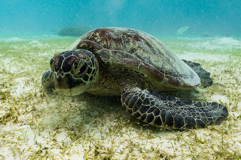 Green sea turtle resting on seagrass bed, three-quarter front view, Misool, Raja Ampat, Indonesia