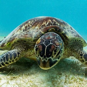 Green sea turtle facing the camera head-on over seagrass meadow, Misool, Raja Ampat, Indonesia