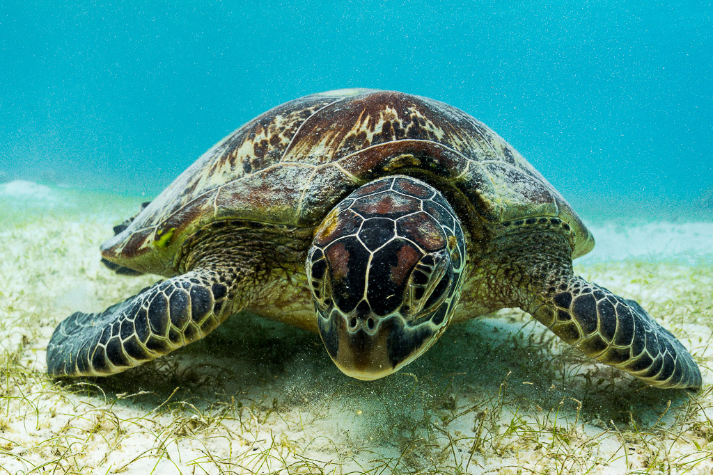 Tortue verte face à l’objectif au-dessus d’un herbier, Misool, Raja Ampat, Indonésie