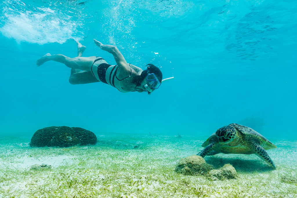 Female snorkeler freediving above a green sea turtle on seagrass, Misool, Raja Ampat, Indonesia