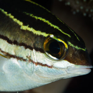 Extreme close-up of a bridled monocle bream eye and striped head, Misool, Raja Ampat, Indonesia
