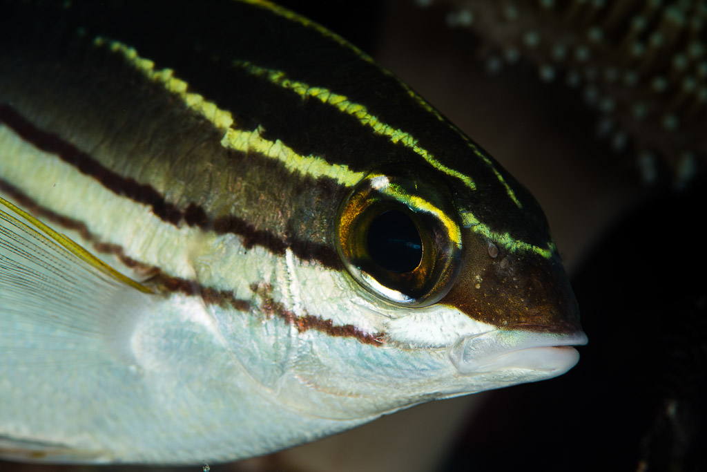 Extreme close-up of a bridled monocle bream eye and striped head, Misool, Raja Ampat, Indonesia