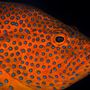 Head portrait of a coral hind covered in blue spots on black, Misool, Raja Ampat, Indonesia