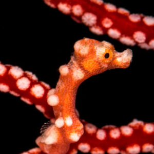 Orange pygmy seahorse clinging to a red sea fan with white polyps, Misool, Raja Ampat, Indonesia