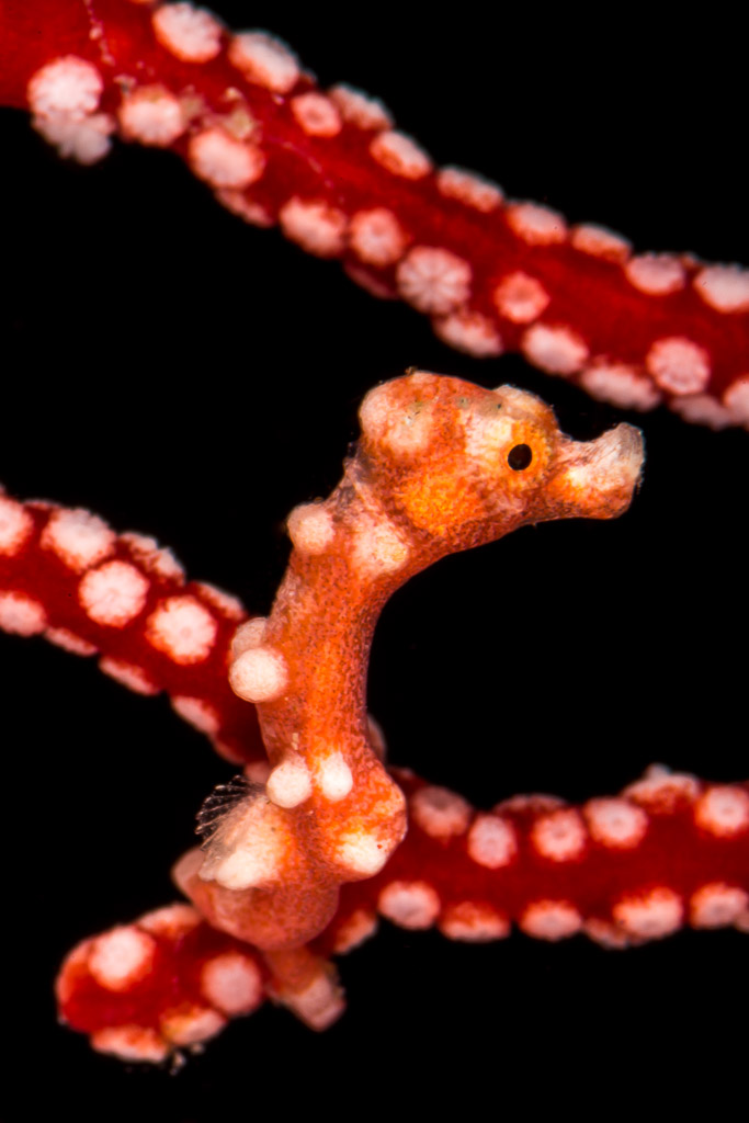 Orange pygmy seahorse clinging to a red sea fan with white polyps, Misool, Raja Ampat, Indonesia