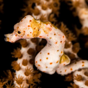 White pygmy seahorse with orange spots on a sea fan, side view, Misool, Raja Ampat, Indonesia