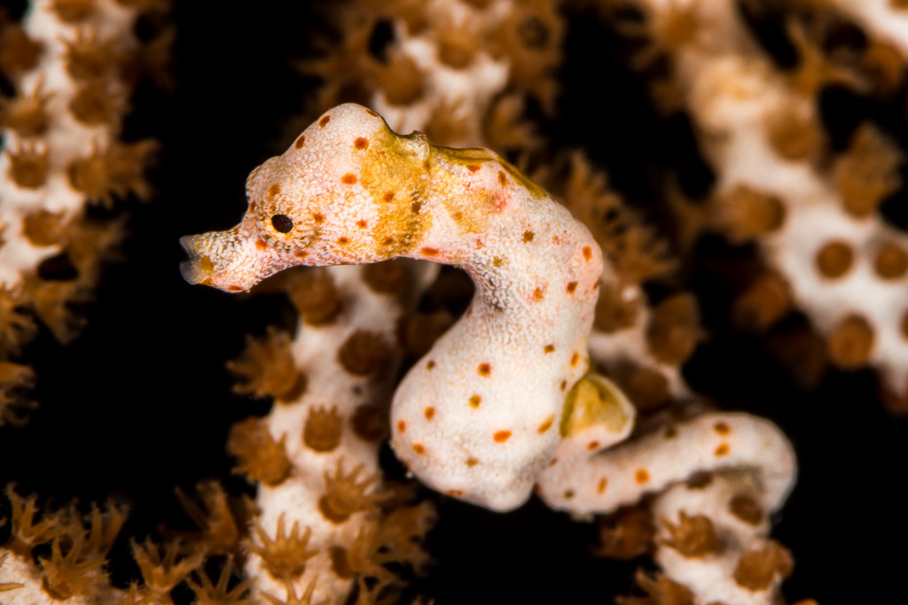 White pygmy seahorse with orange spots on a sea fan, side view, Misool, Raja Ampat, Indonesia
