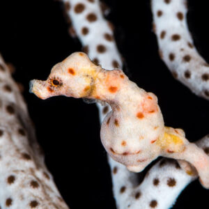 Pale pygmy seahorse coiled on a white spotted sea fan branch, Misool, Raja Ampat, Indonesia