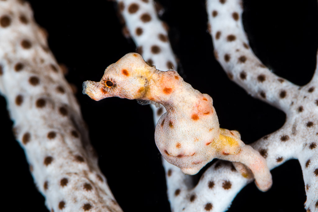 Pale pygmy seahorse coiled on a white spotted sea fan branch, Misool, Raja Ampat, Indonesia
