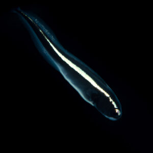 Juvenile black fish with a single white stripe on black background, Misool, Raja Ampat, Indonesia