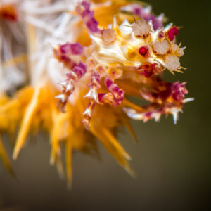 Soft coral crab camouflaged among orange and white soft coral, Misool, Raja Ampat, Indonesia