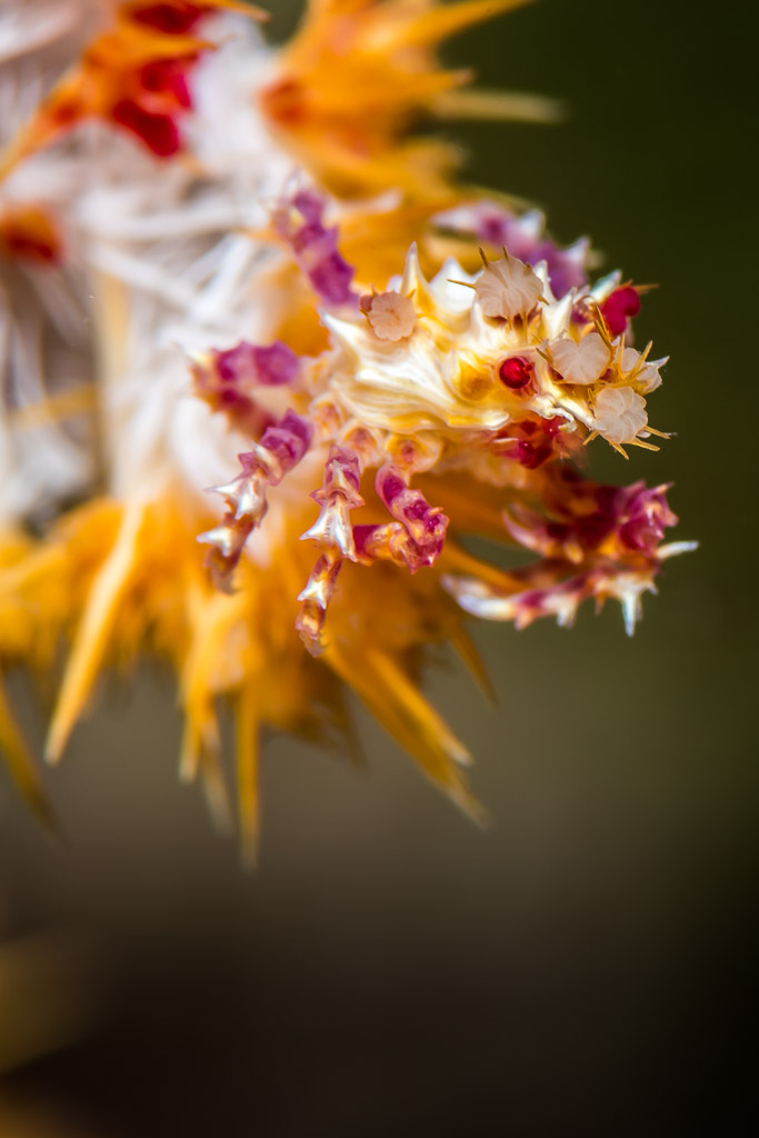 Soft coral crab camouflaged among orange and white soft coral, Misool, Raja Ampat, Indonesia