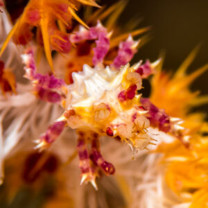Soft coral crab hidden in orange soft coral, tighter vertical framing, Misool, Raja Ampat, Indonesia