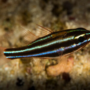 Dark cardinalfish with iridescent blue stripes swimming over rubble, Misool, Raja Ampat, Indonesia