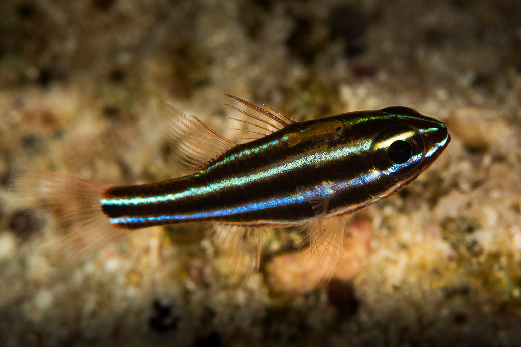 Dark cardinalfish with iridescent blue stripes swimming over rubble, Misool, Raja Ampat, Indonesia