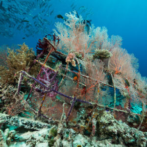Metal-frame artificial reef overgrown with sea fans and soft corals, Misool, Raja Ampat, Indonesia