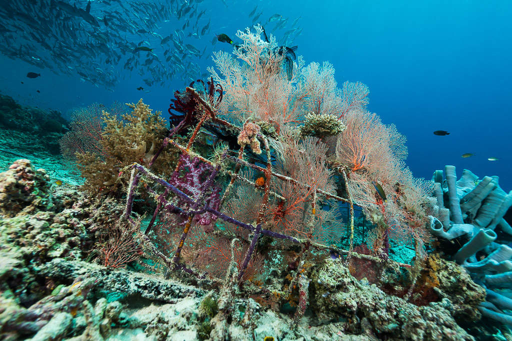 Metal-frame artificial reef overgrown with sea fans and soft corals, Misool, Raja Ampat, Indonesia