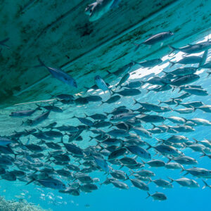 School of bigeye trevally swirling beneath a boat hull, Misool, Raja Ampat, Indonesia
