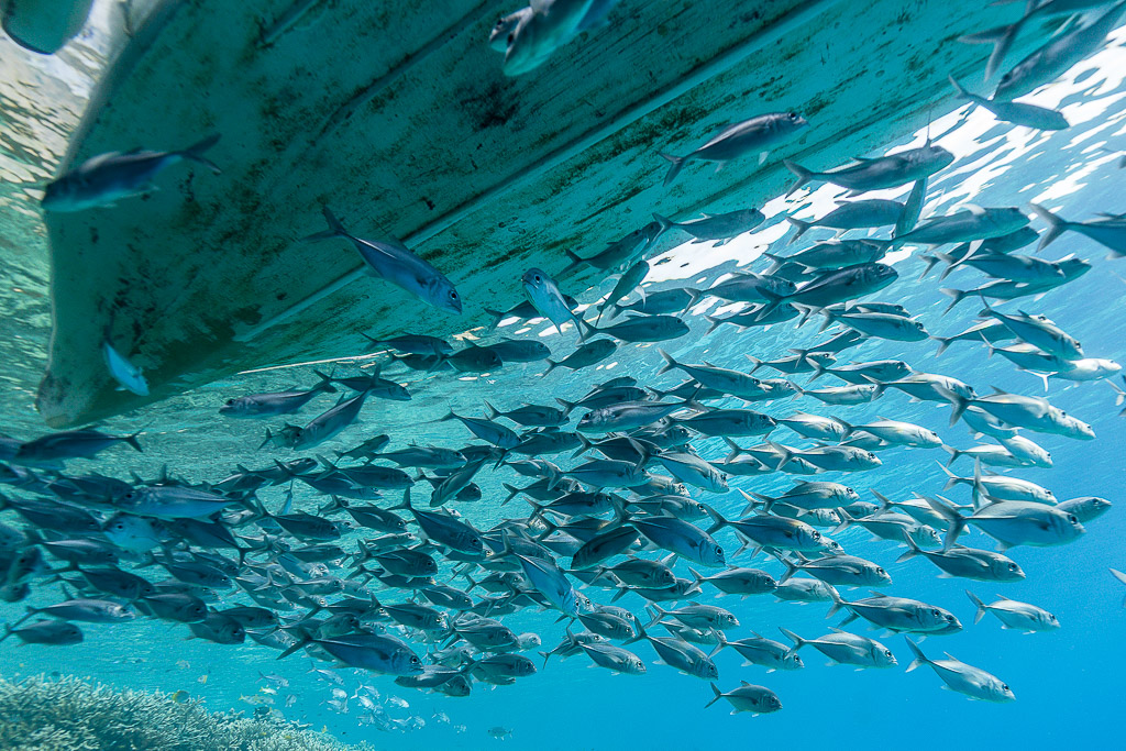 School of bigeye trevally swirling beneath a boat hull, Misool, Raja Ampat, Indonesia