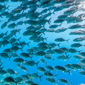 Banc dense de carangues à gros yeux en pleine eau bleue, Misool, Raja Ampat, Indonésie