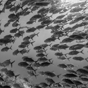 Black-and-white image of a dense school of bigeye trevally, Misool, Raja Ampat, Indonesia