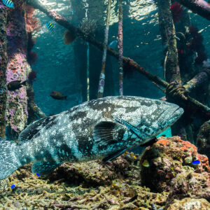 Malabar grouper swimming between encrusted jetty pilings, Misool, Raja Ampat, Indonesia