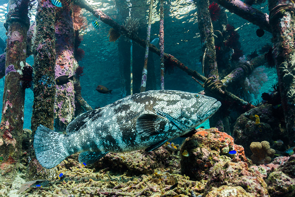 Malabar grouper swimming between encrusted jetty pilings, Misool, Raja Ampat, Indonesia
