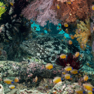 Malabar grouper sheltering among soft corals and anthias under a jetty, Misool, Raja Ampat, Indonesia