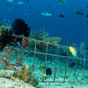 Artificial reef cage frame with feather stars and reef fish, Misool, Raja Ampat, Indonesia
