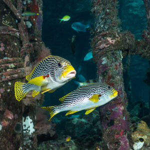 Pair of diagonal-banded sweetlips between jetty pilings, horizontal view, Misool, Raja Ampat, Indonesia