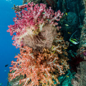 Pink and orange soft corals growing on a jetty piling, vertical, Misool, Raja Ampat, Indonesia