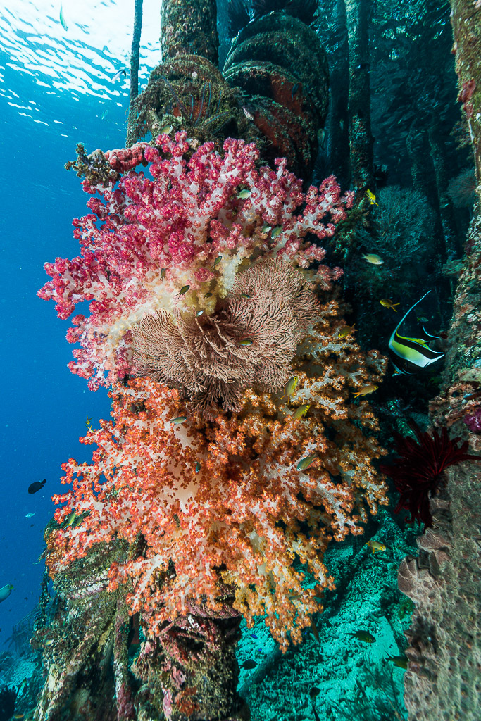 Pink and orange soft corals growing on a jetty piling, vertical, Misool, Raja Ampat, Indonesia