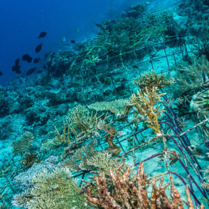 Rows of artificial reef frames colonised by hard corals on a slope, Misool, Raja Ampat, Indonesia